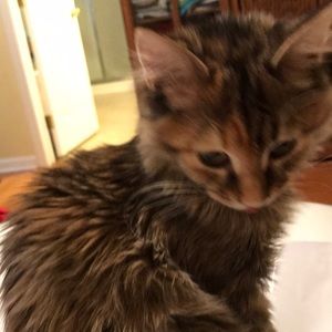 Meet your Posher, Elaine